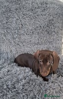 Dachshund dogs - Advert 5
