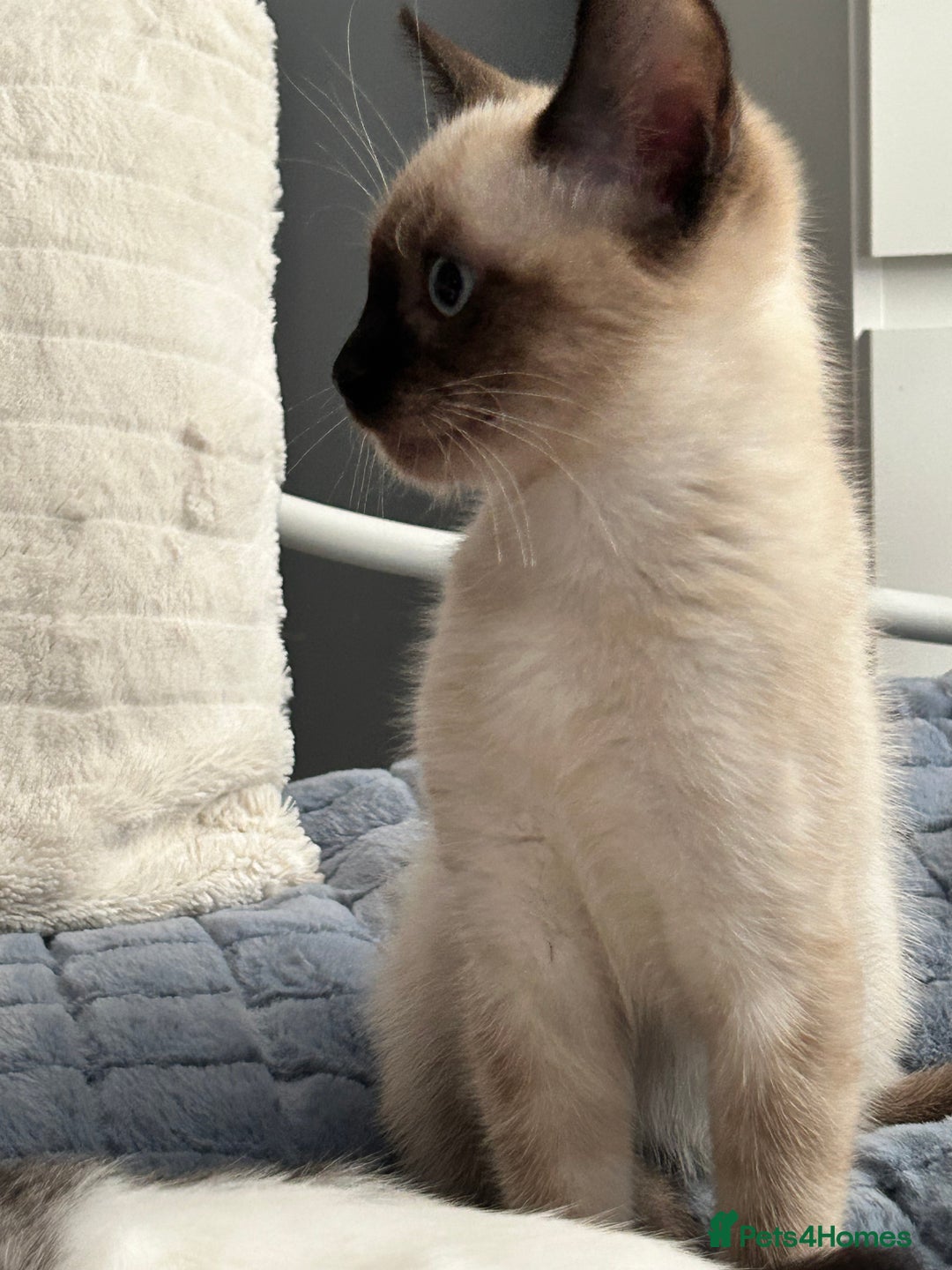 Ragdoll cats for sale: Chocolate point mitted ragdoll  - Image 2