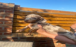 Dachshund dogs for sale: Beautiful Dachshund Puppies REDUCED  - Image 1