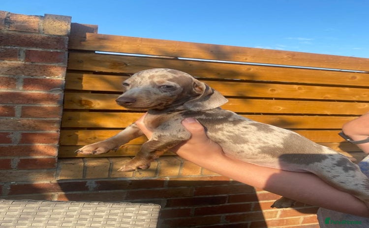 Dachshund dogs - Advert 12