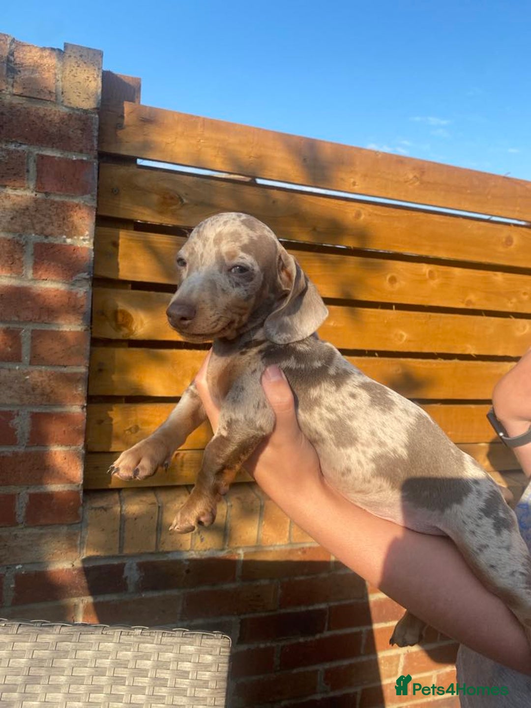 Dachshund dogs for sale: Beautiful Dachshund Puppies REDUCED  - Image 1