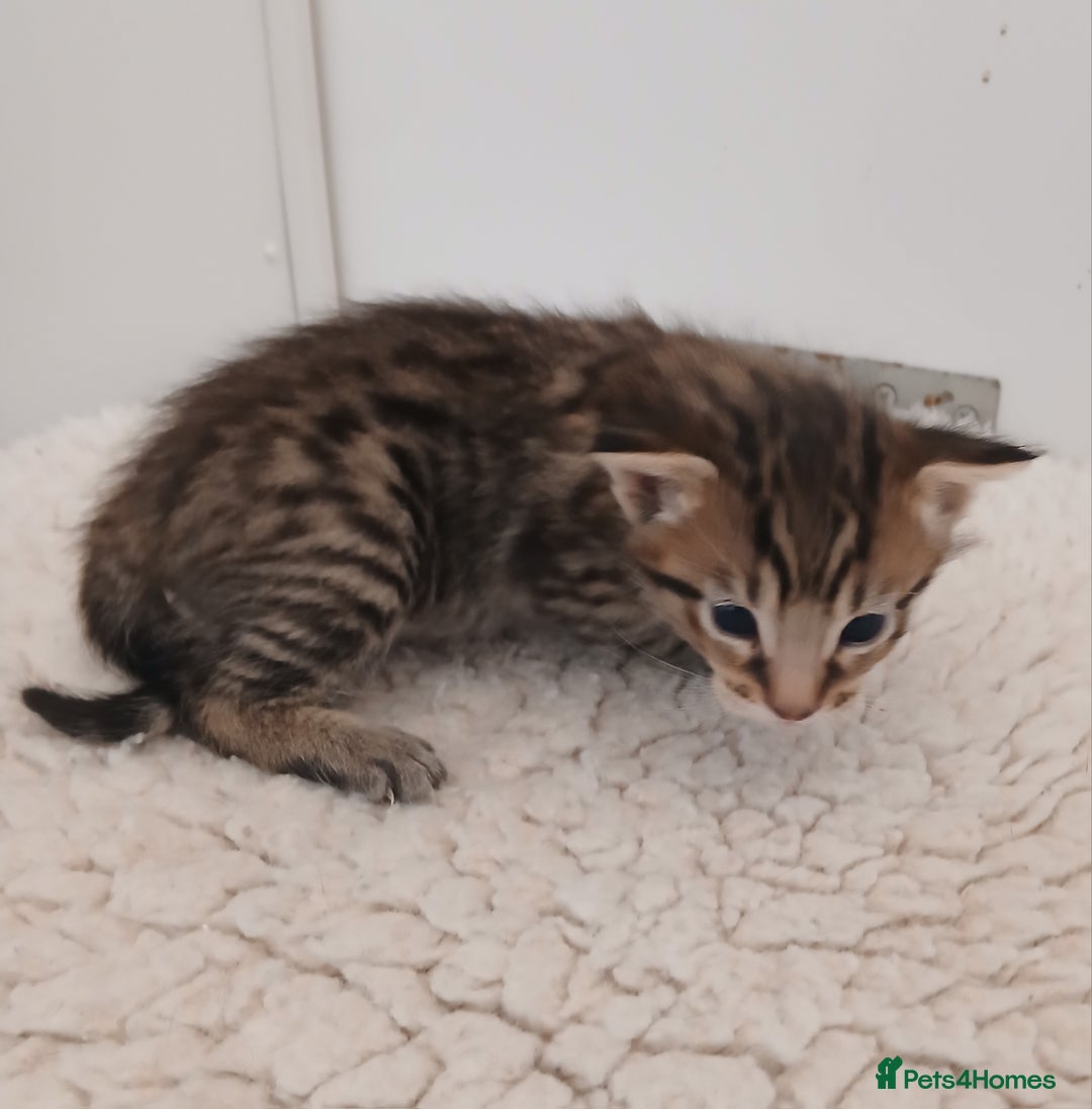 Savannah cats for sale: Savannah x Maine Coon kittens - Advert 5