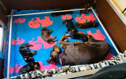 Dobermann dogs for sale: WAITLIST WINTER 2025 CEZARBLUE 5 STAR LICENSED ⭐️  - Image 12
