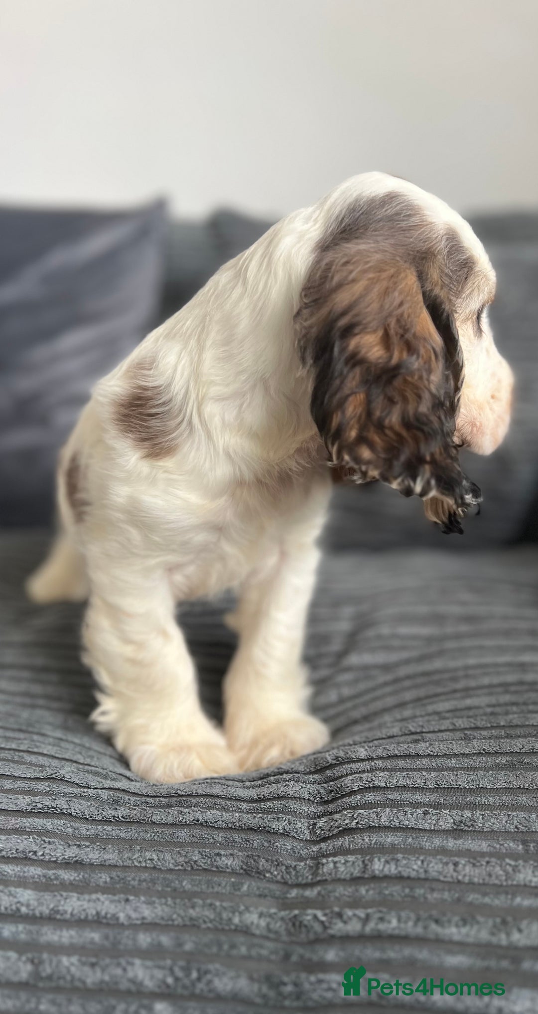 Cocker Spaniel dogs for sale: Kc registered Show cocker spaniels - Image 10