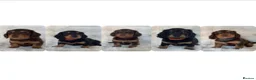 Miniature Dachshund dogs for sale: 🐶🏡KC Registered Long-Haired Mini Dachshunds🏡🐶 - Advert 2