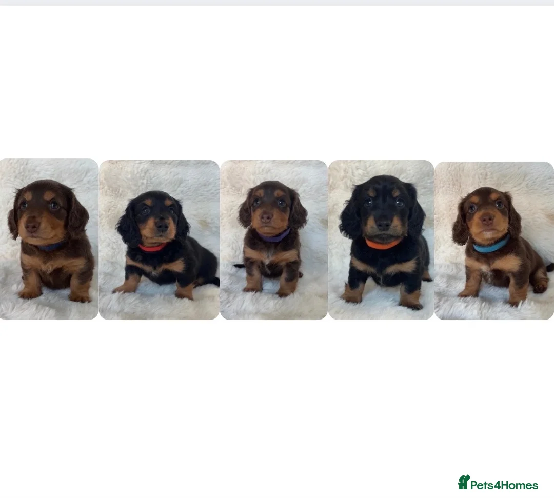 Miniature Dachshund dogs for sale: 🐶🏡KC Registered Long-Haired Mini Dachshunds🏡🐶 - Advert 2