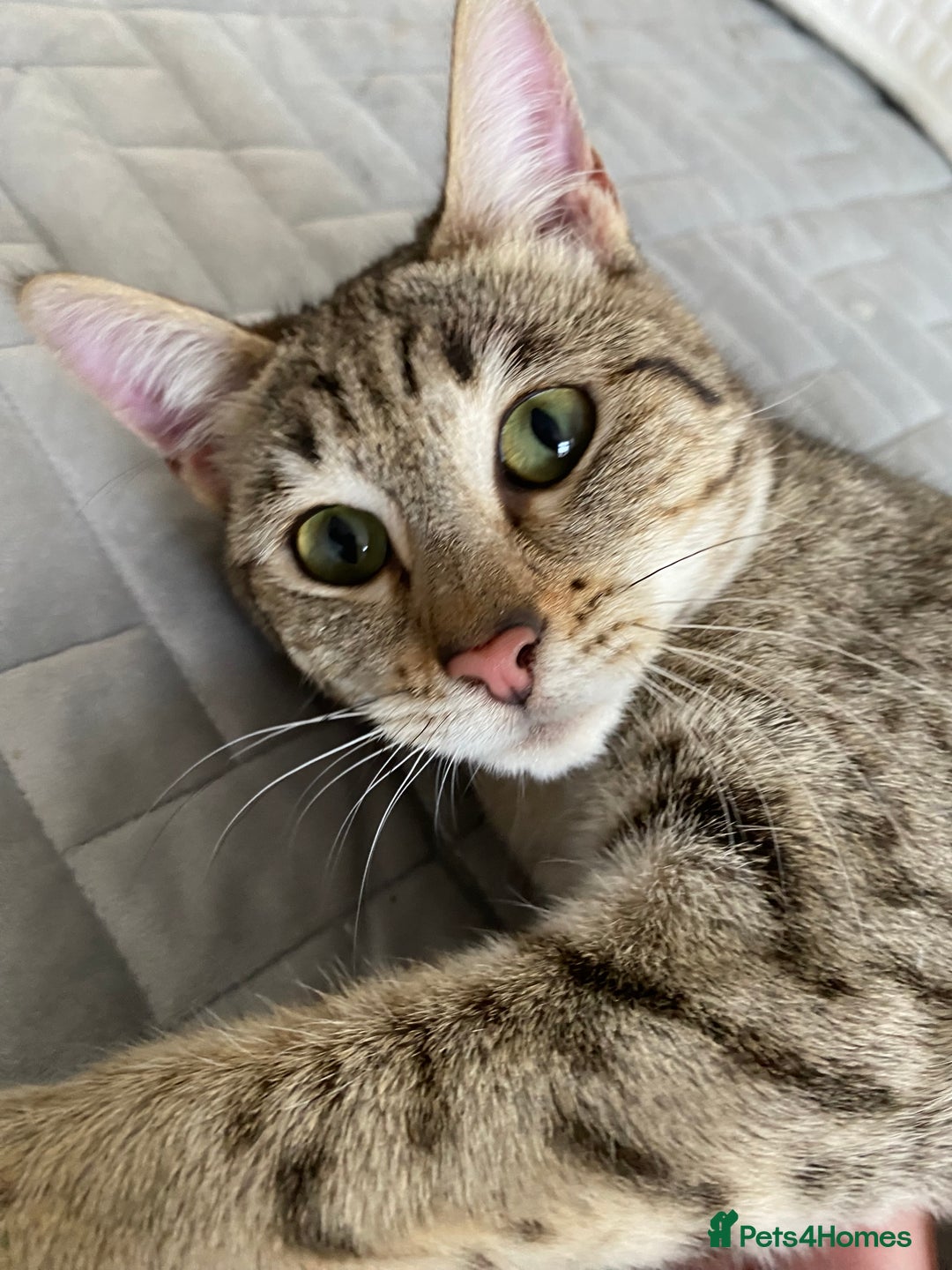 Savannah cats for sale: STUNNING SAVANNAH girl F5 sbt pure pedigree  - Image 18