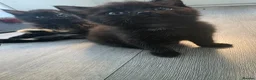 Mixed Breed cats for sale: 2 beautiful kittens - Advert 6