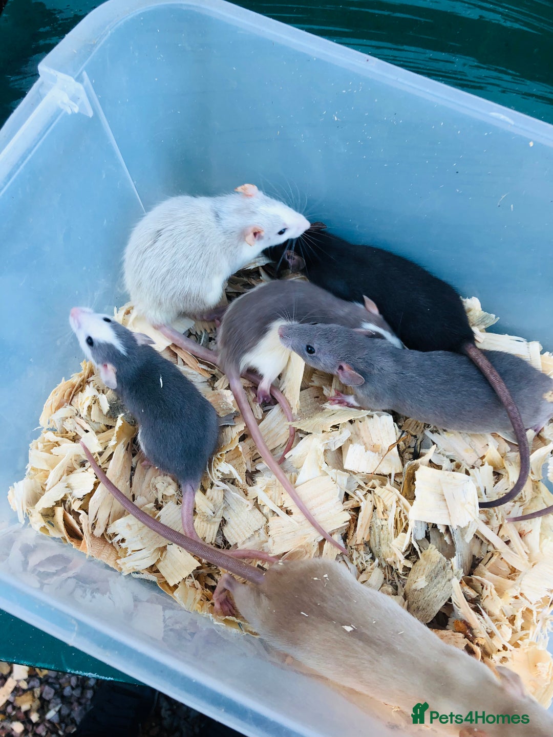 Rat rodents for sale: Baby rats for sale - Advert 4