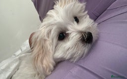 Maltese dogs for sale: Maltese  - Image 1