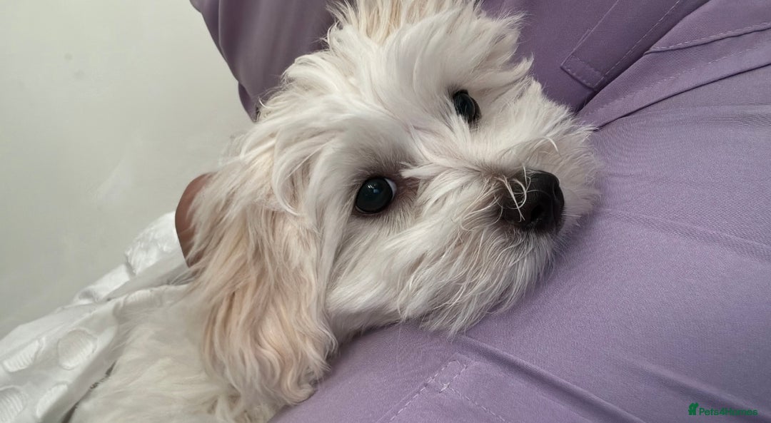 Maltese dogs for sale: Maltese  - Image 1