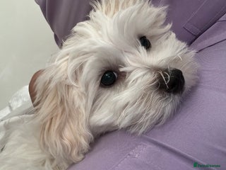 Maltese dogs - Advert 7