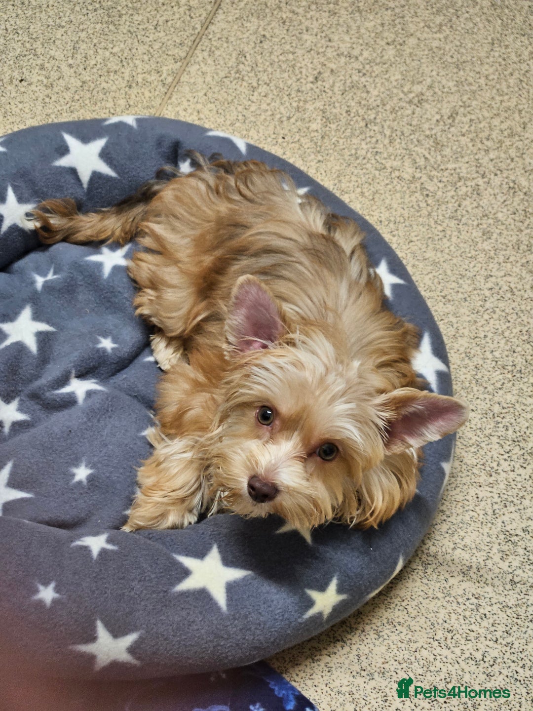 Yorkshire Terrier dogs for sale: Small Blonde Yorkie girl ready now - Advert 4