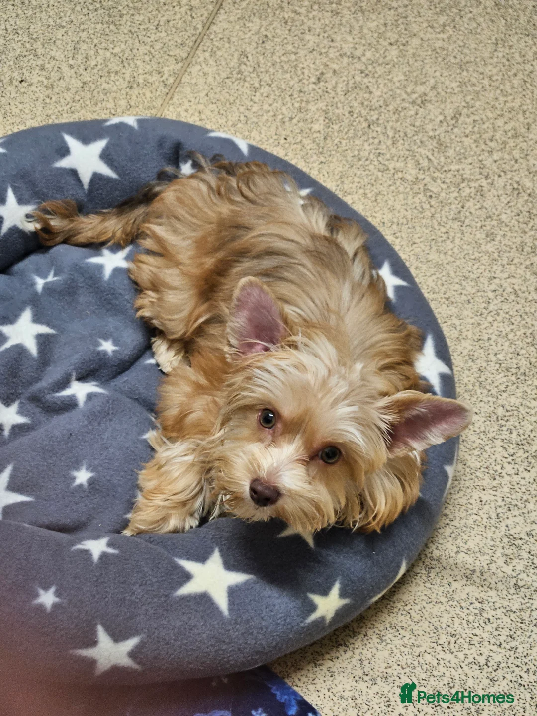 Yorkshire Terrier dogs for sale: 🤎 DNA tested mother 🤎 Blonde Yorkie girl - Advert 5