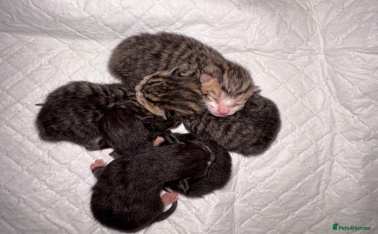 Mixed Breed cats - Advert 11