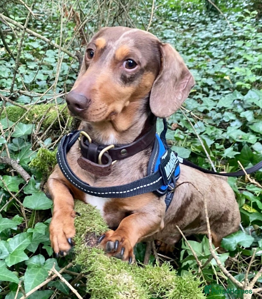 Miniature Dachshund dogs for sale: Chocolate & Dapple KC Miniature Dachshund Puppies - Advert 12