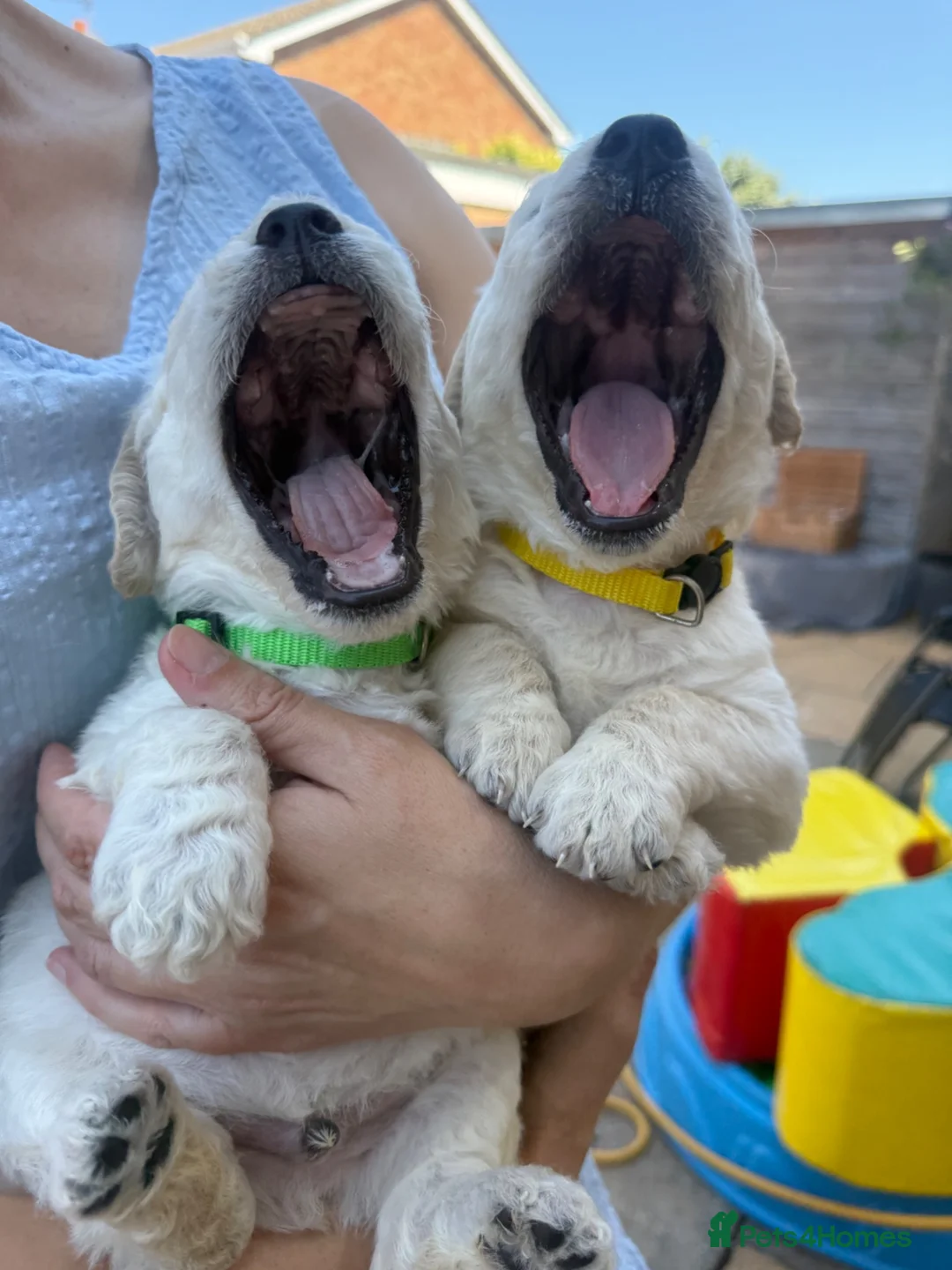 Goldendoodle dogs for sale: 🐾 Beautiful Multi-Gen Goldendoodle Puppies in Clacton-on-Sea - Advert 9