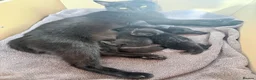 Mixed Breed cats for sale: Two beautiful black kittens in Towcester - Advert 4
