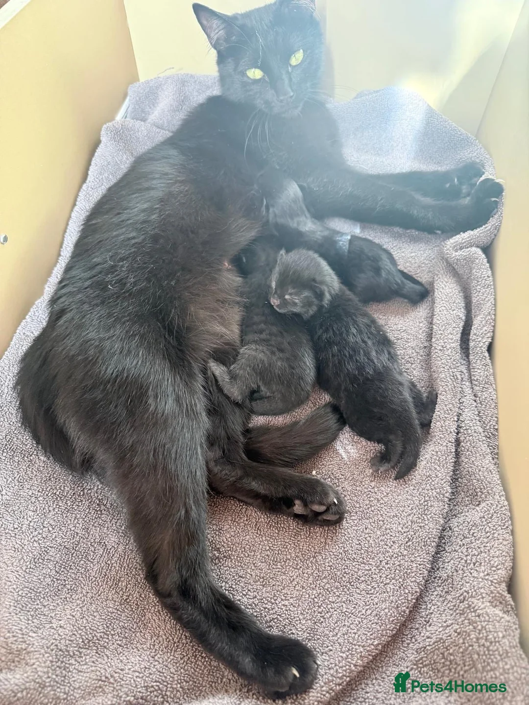 Mixed Breed cats for sale: Two beautiful black kittens in Towcester - Advert 4
