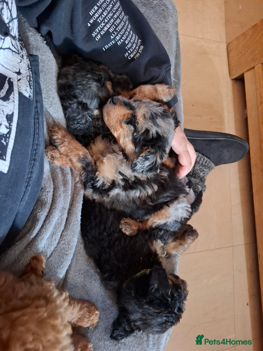 Mixed Breed dogs for sale: F1b health tested Rottiepoo puppies - Advert 19