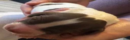 Sprocker dogs for sale: STUNNING SPROCKER PUPS - Advert 22