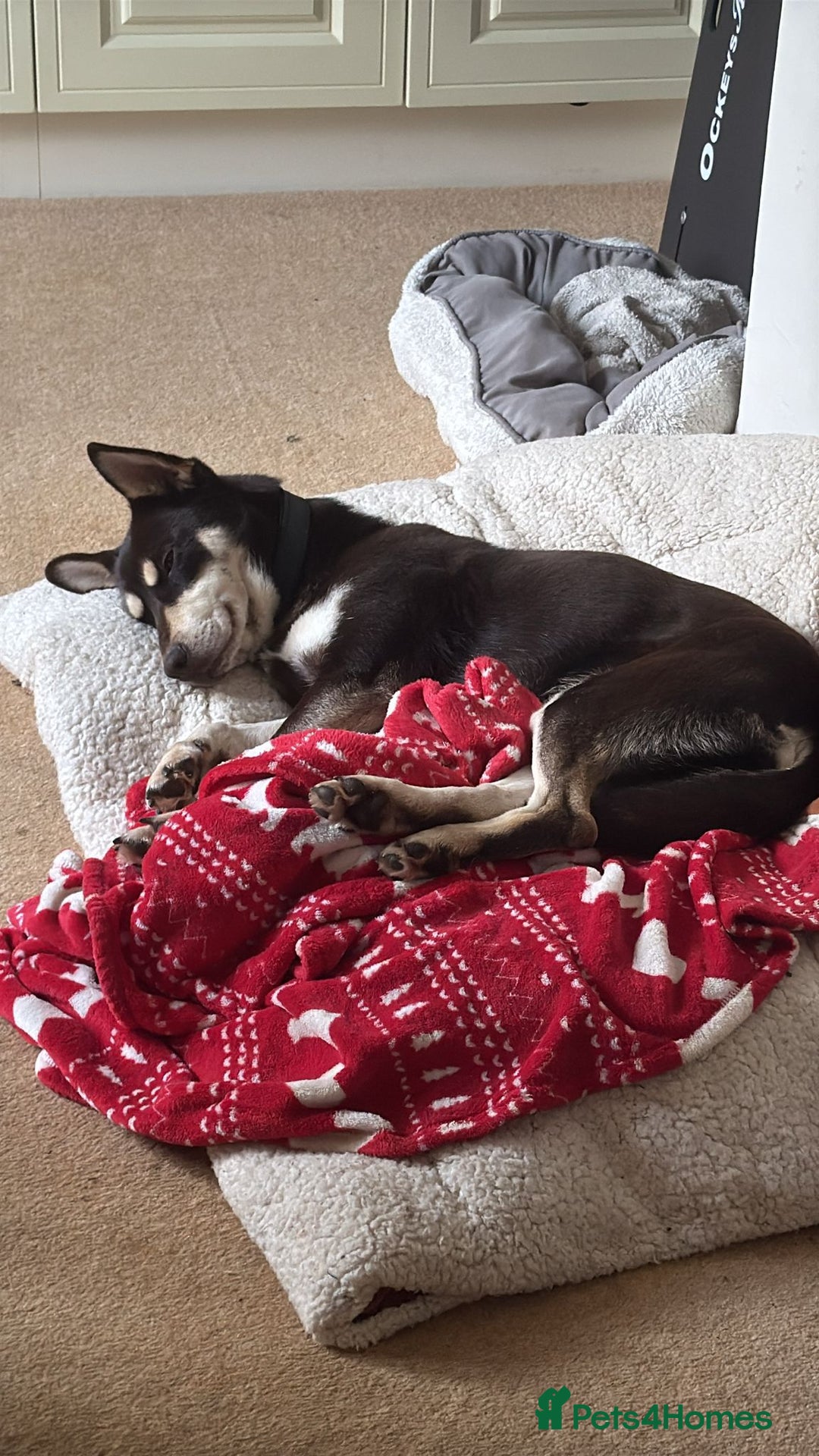 Mixed Breed dogs for adoption: ❤️Azara❤️: 3-year-old small-to-low-medium girl  - Advert 8