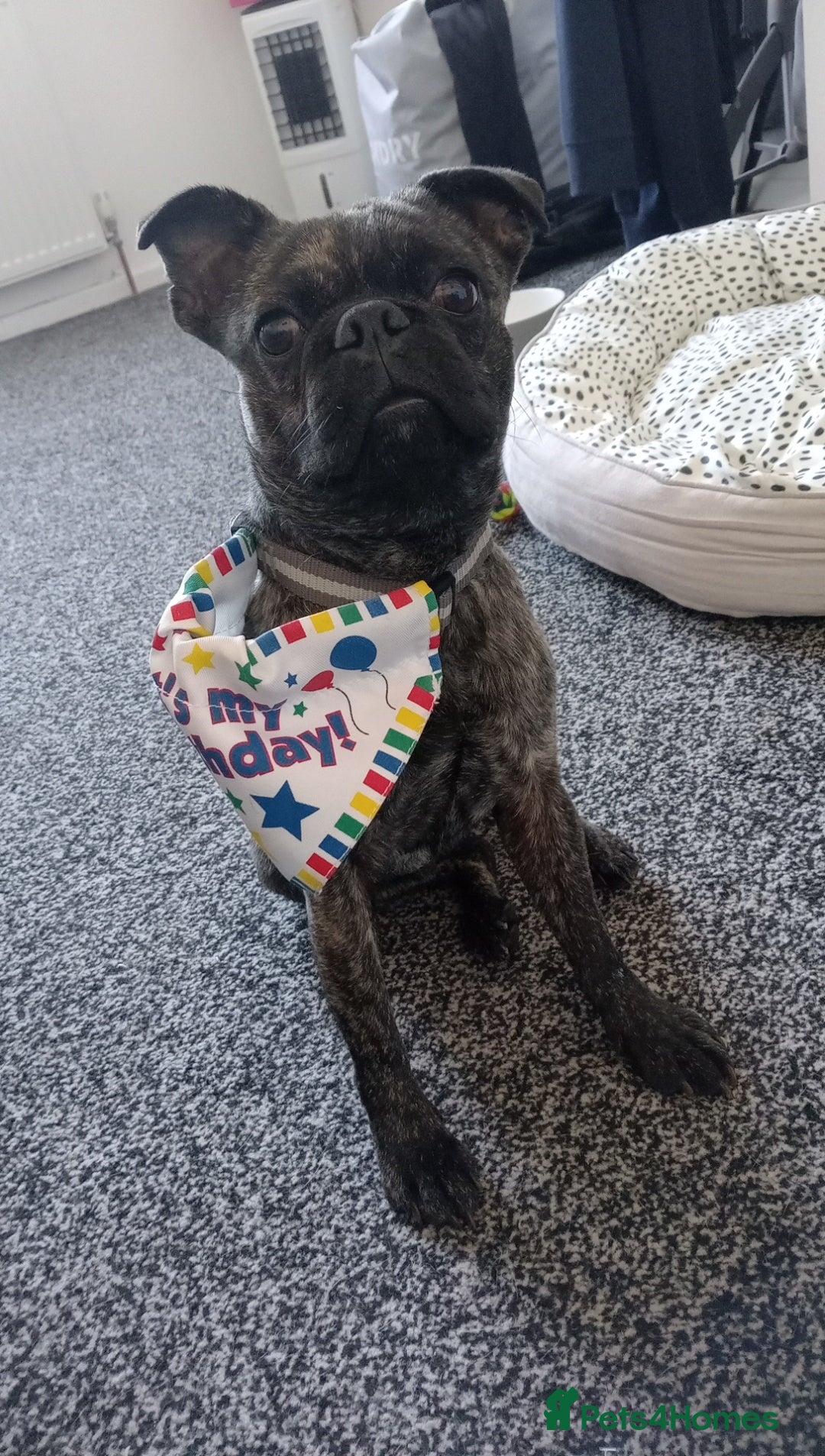 Mixed Breed dogs Billy ❤️ - Advert 2
