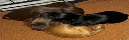 Cocker Spaniel dogs for sale: 3 Cocker Spaniel Puppies for sale - Advert 10