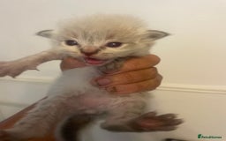 Ragdoll cats for sale: Stunning Ragdoll kittens blue lnyx ready soon  - Image 6