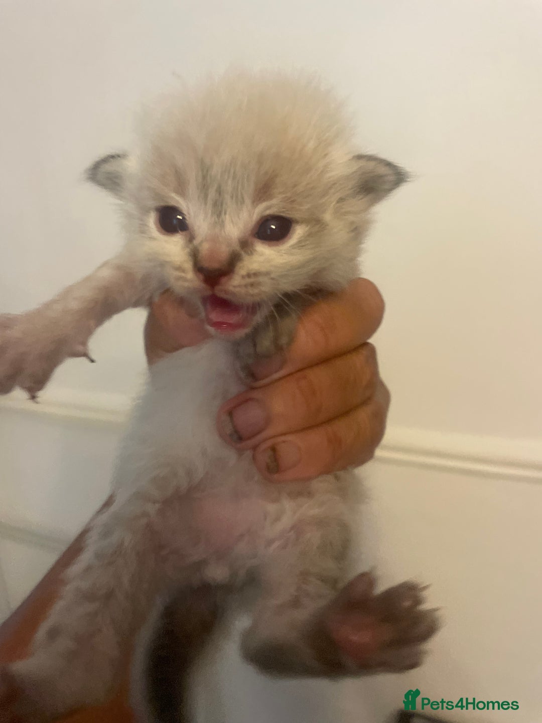 Ragdoll cats for sale: Stunning Ragdoll kittens blue lnyx ready soon  - Image 6