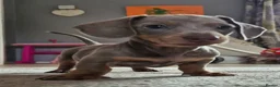 Miniature Dachshund dogs for sale: Gorgeous little isabella and tan boy - Advert 2
