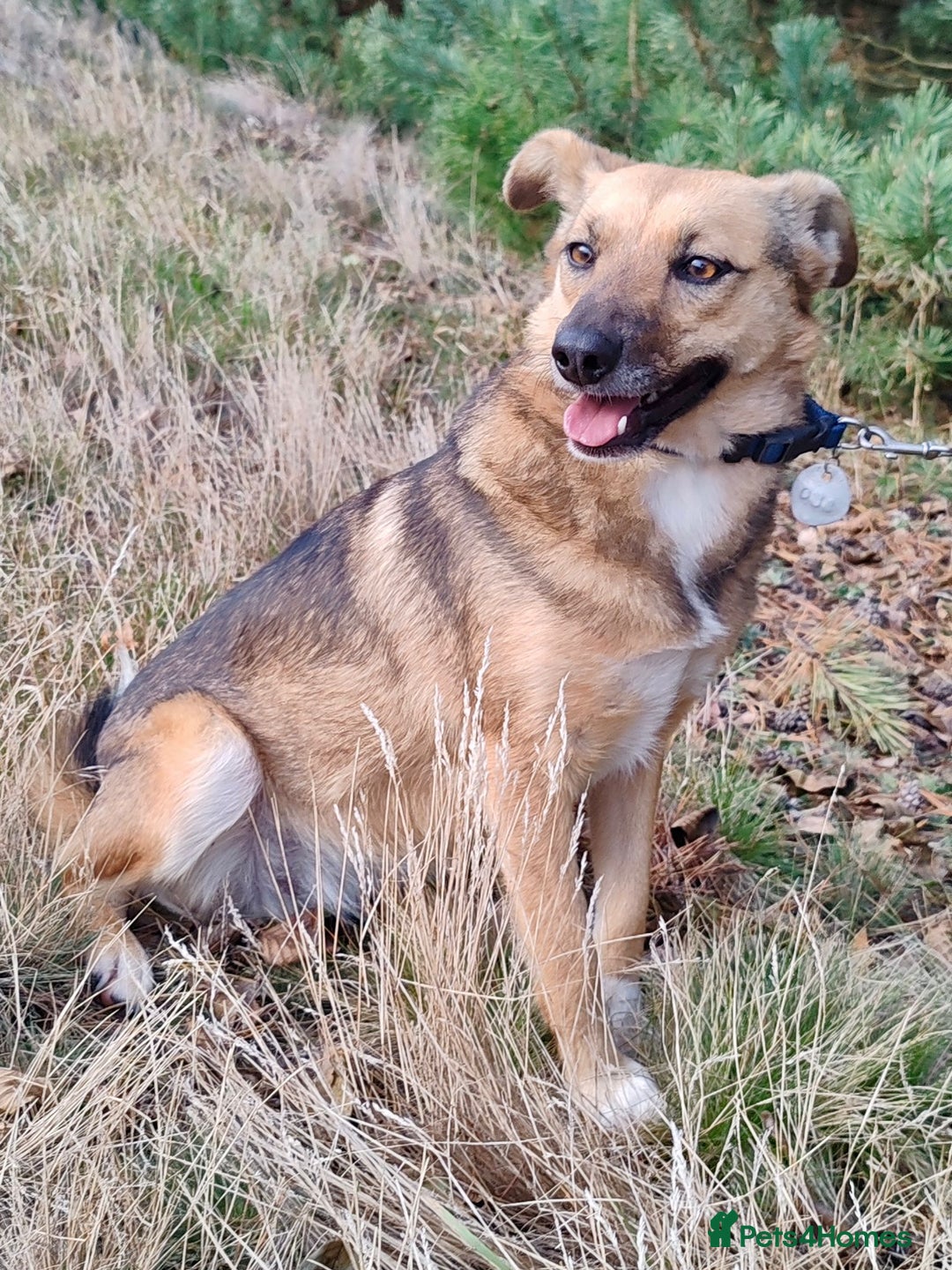 German Shepherd dogs for adoption: BARBIE – German Shepherd–Type (Female) - Advert 1