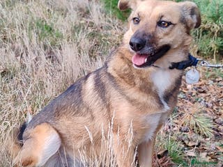 German Shepherd dogs BARBIE – German Shepherd–Type (Female) - Advert 8