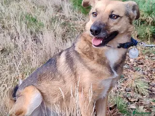 German Shepherd dogs BARBIE – German Shepherd–Type (Female) - Advert 12