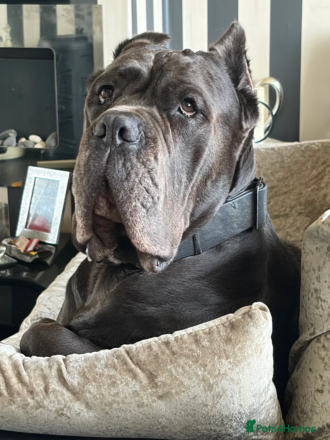 Cane Corso dogs for stud: Genuine Cane Corso Top Quality - Advert 5