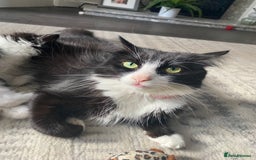 British Longhair cats for sale: Last Baby Girl Left ❤️ - Image 15
