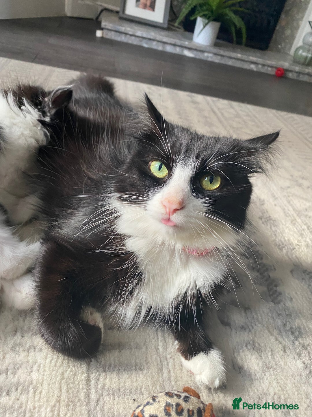 British Longhair cats for sale: Last Baby Girl Left ❤️ - Image 15