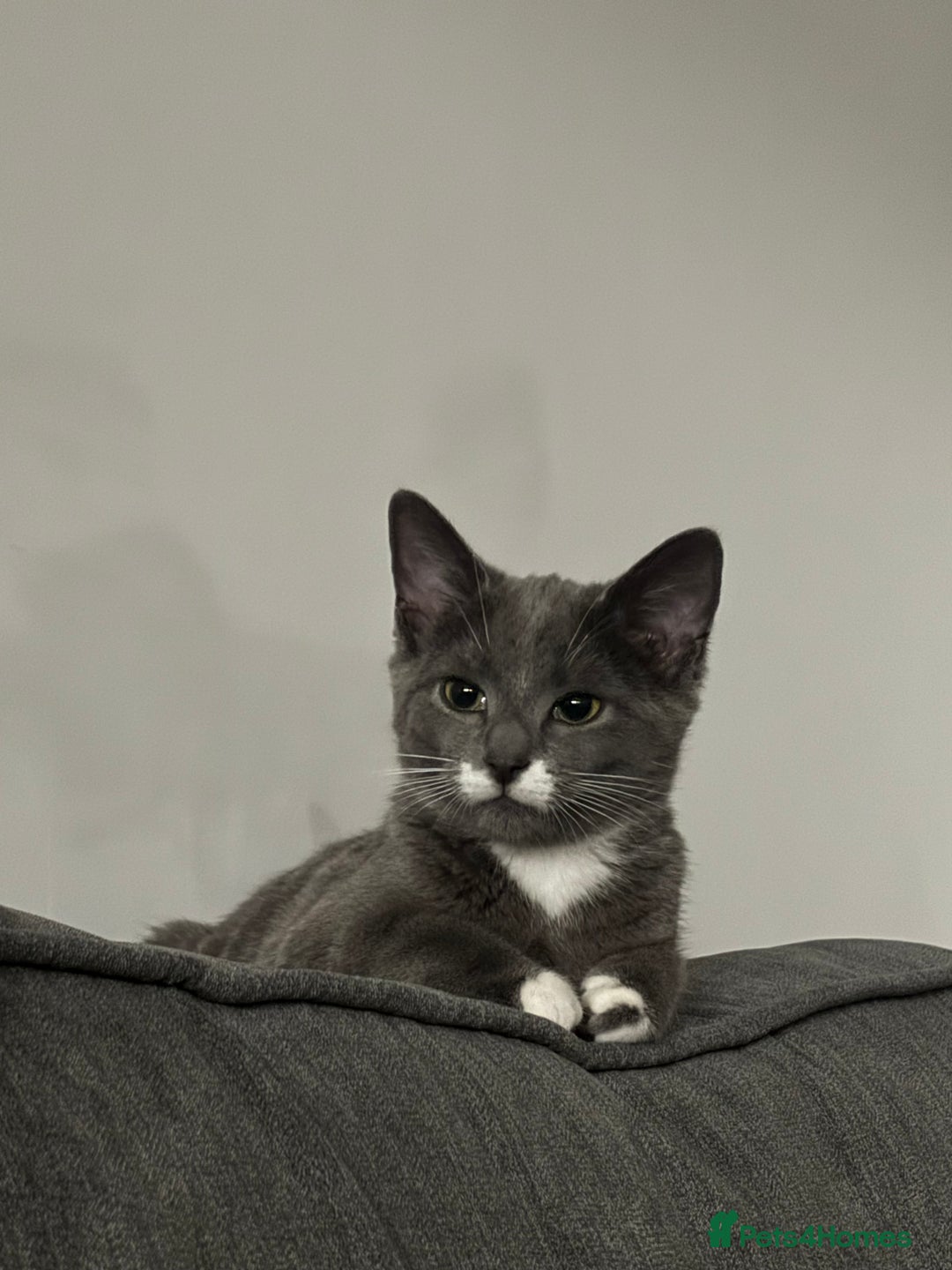 Mixed Breed cats for sale: British Shorthair and Russian Blue mix Kitten - Advert 2