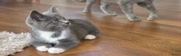 Mixed Breed cats for sale: 3 british shorthair cross kittens, playful & fun - Advert 16