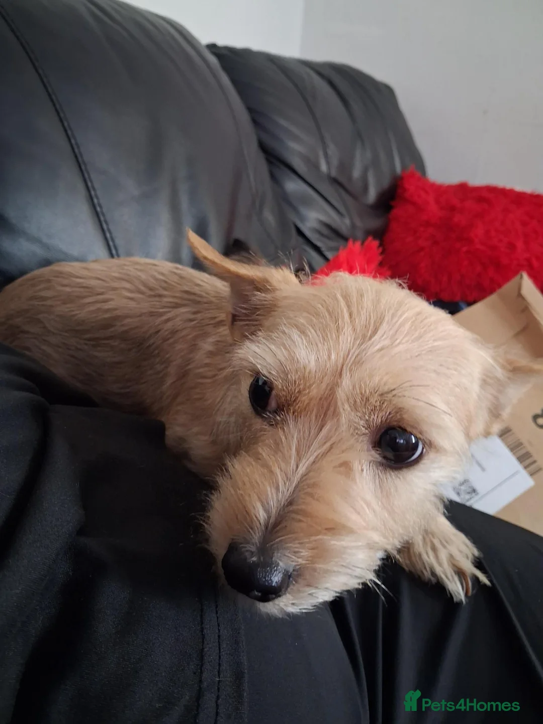 Mixed Breed dogs for sale: Yorkshire terrier x jack russell - Advert 7