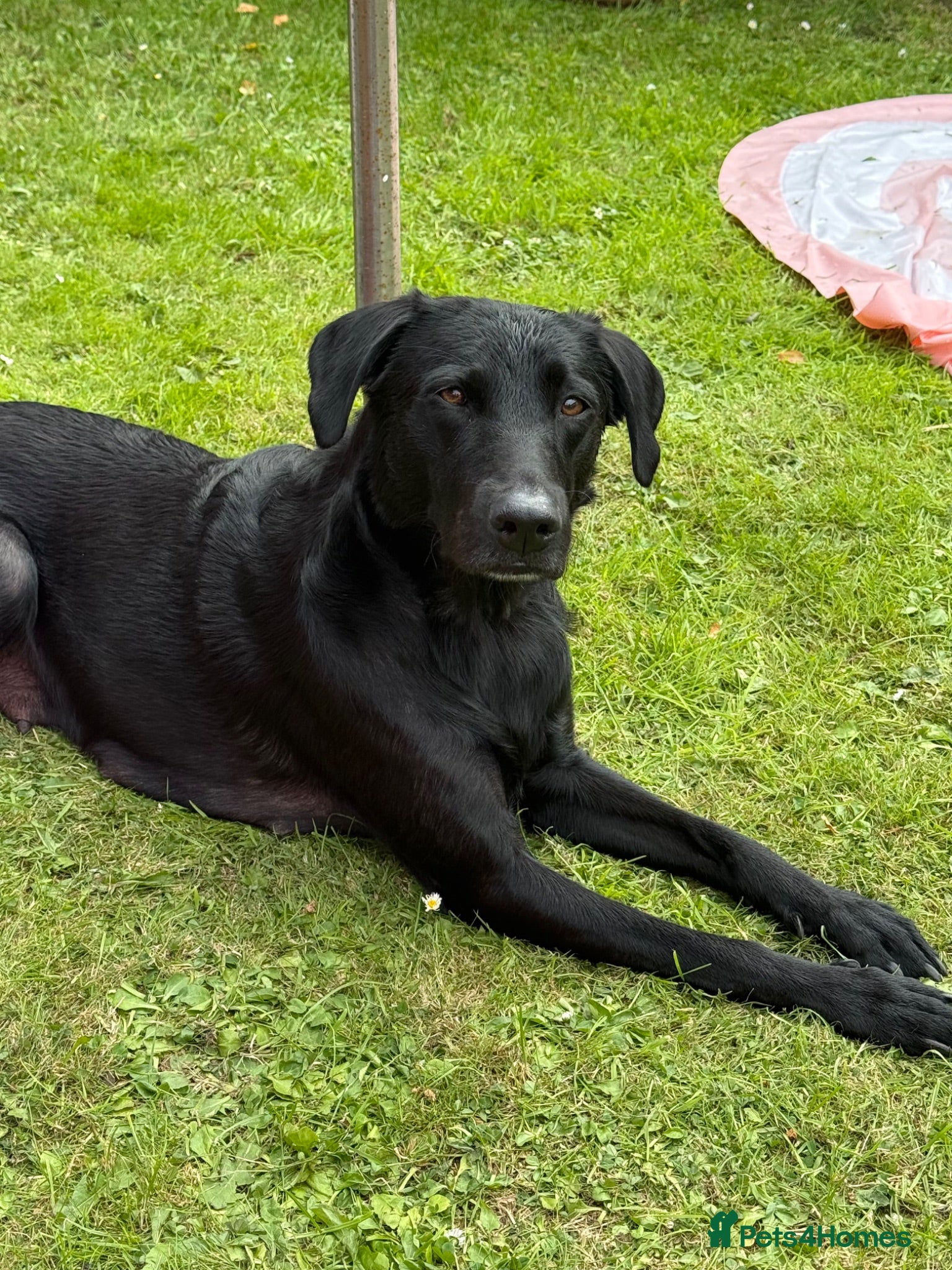 Borador dogs Border puppies for sale  - Advert 7
