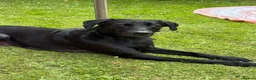 Borador dogs for sale: Border puppies for sale  - Advert 1