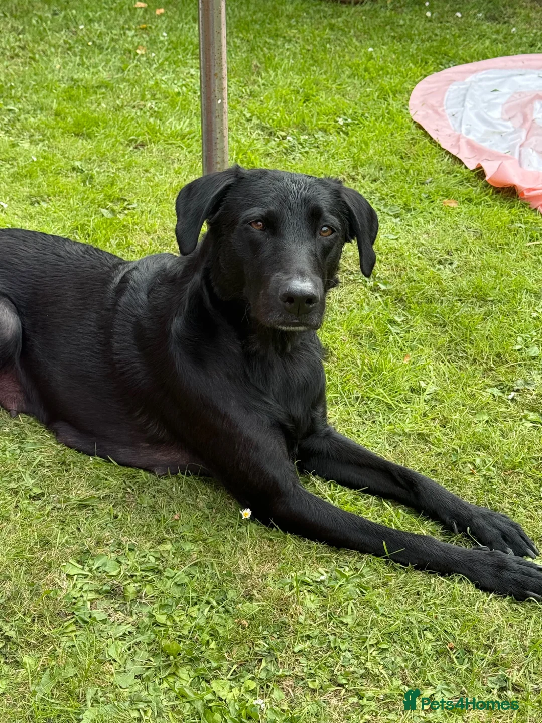 Borador dogs for sale: Border puppies for sale  - Advert 1