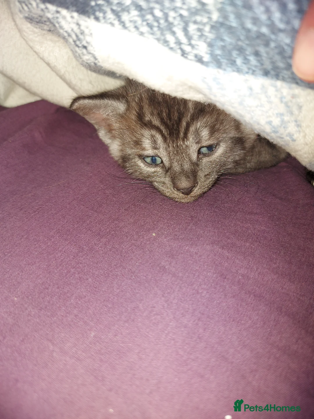 Bengal cats for sale:  Bengal Type Kittens Boys – Stunning Markings - Advert 10