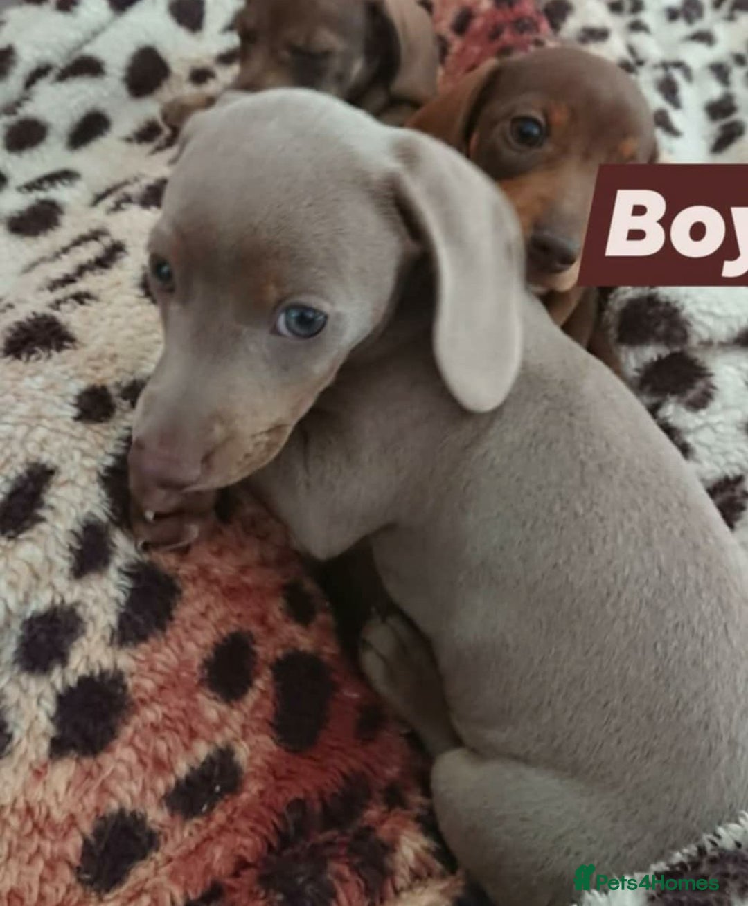 Miniature Dachshund dogs for sale: Miniature daschund puppies for sale  - Image 3