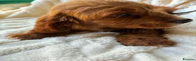 Cocker Spaniel Puppy 3
