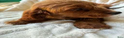 Cocker Spaniel dogs for sale: 9 Gorgeous Cocker Spaniel Puppies For Sale! - Advert 20