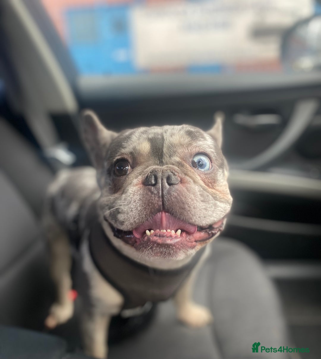 French Bulldog dogs for stud: 💎Blue & Tan 🤎 Merle French bulldog stud 🧬🔥 in Manchester - Image 24