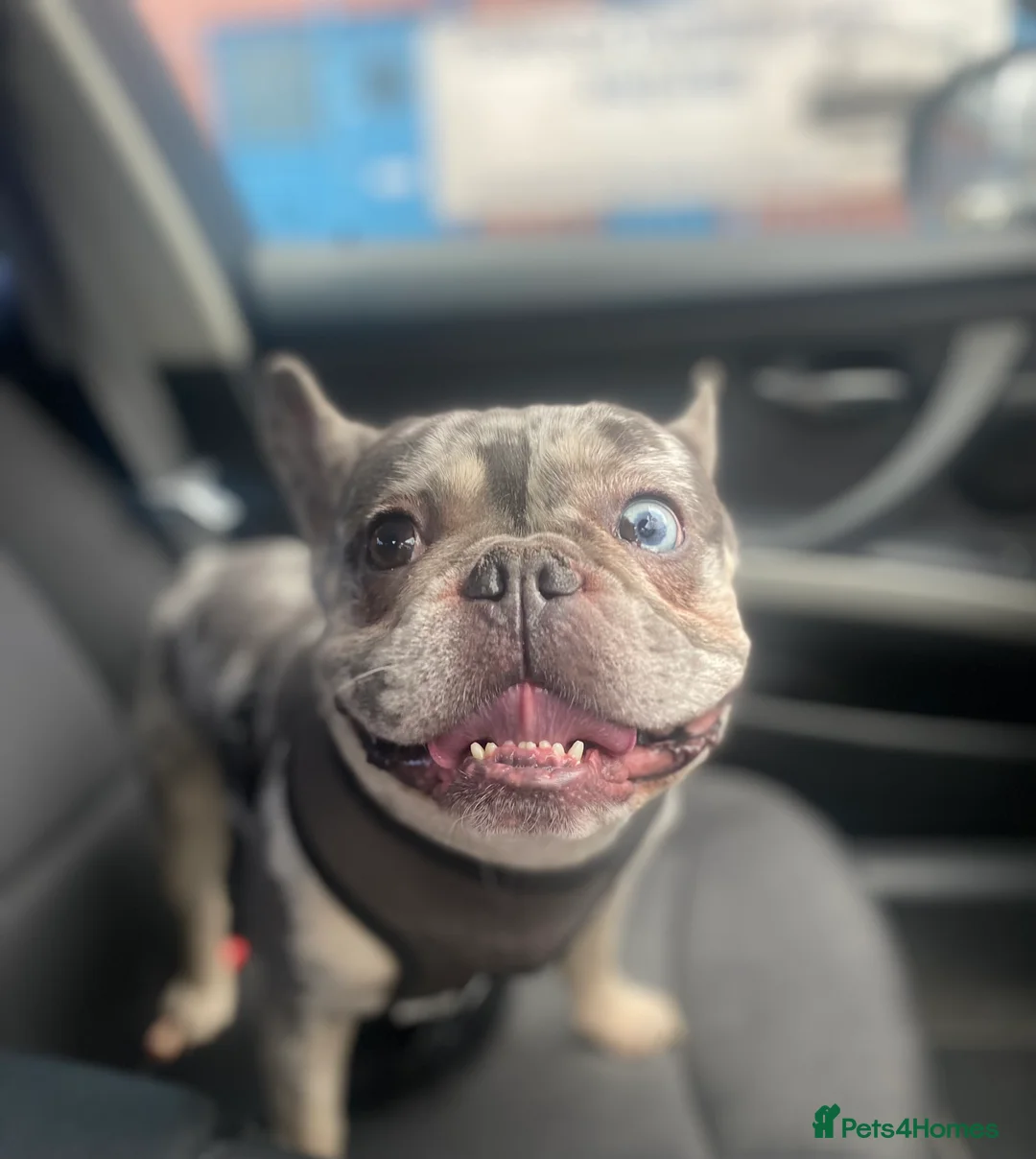 French Bulldog dogs for stud: 💎Blue & Tan 🤎 Merle French bulldog stud 🧬🔥 in Manchester - Advert 24