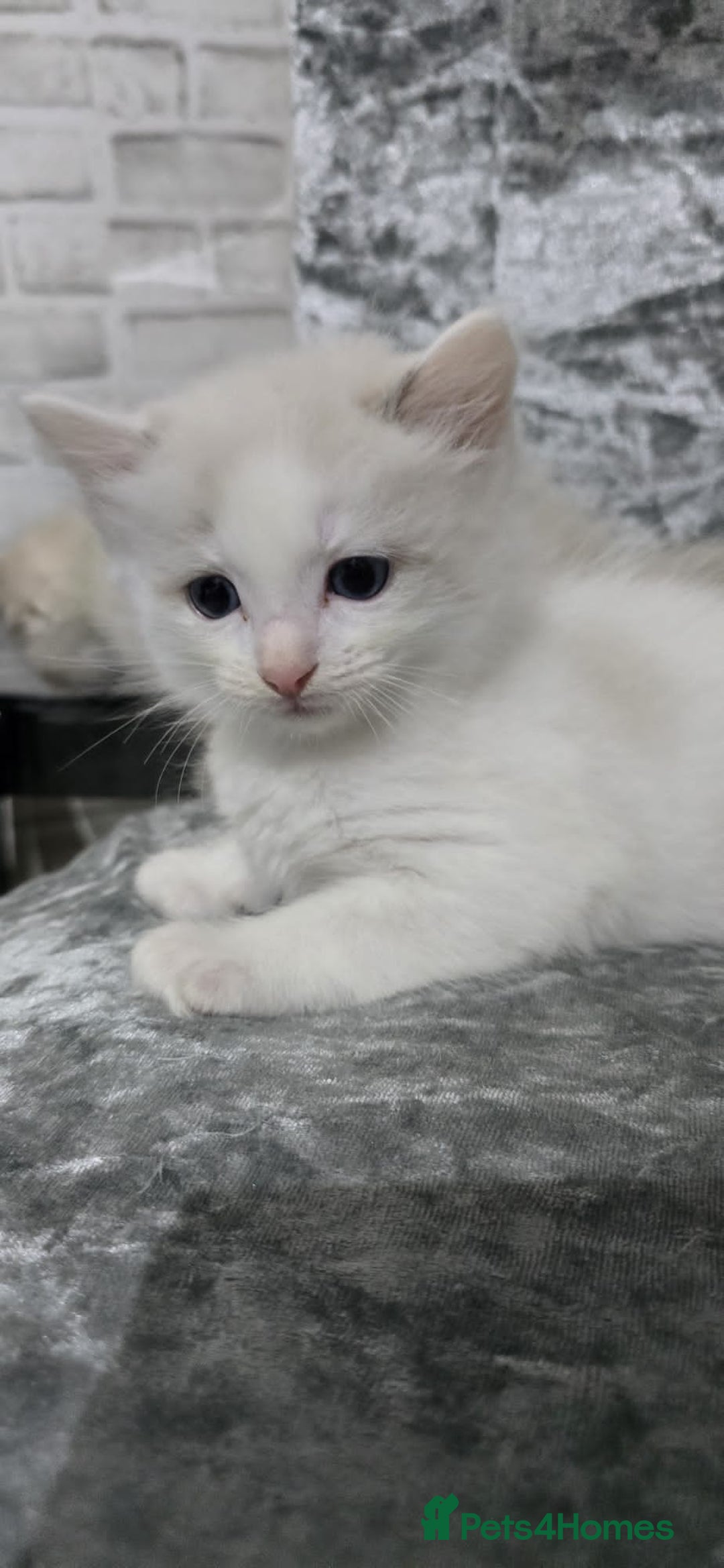 Ragdoll cats for sale: STUNNING RAGDOLL MALE KITTENS - Image 10